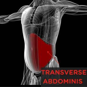 Transverse Abdominis Stabilizer Muscle