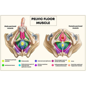 Pelvic Floor Muscles: