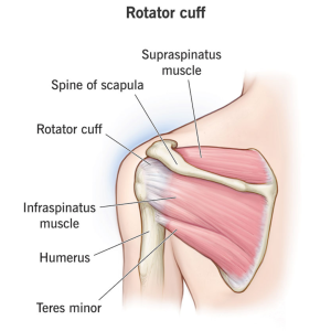 Rotator Cuff Stabilizer Muscles