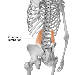 Quadratus Lumborum Stabilizer Muscle